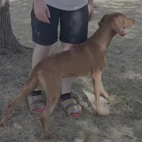 Cooper, a male Vizsla for sale in Abilene, TX – Photo 8 of 9