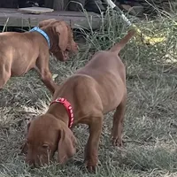 Cooper, a male Vizsla for sale in Abilene, TX – Photo 2 of 9