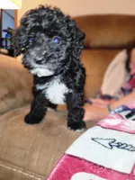 Puppy 1, a male Schnoodle for sale in Lancaster, SC – 3 of 4
