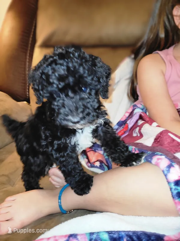 Puppy 1 – Schnoodle puppy for sale in Lancaster, SC