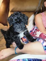 Puppy 1, a male Schnoodle for sale in Lancaster, SC – 1 of 4