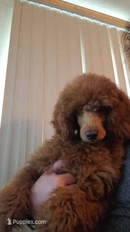 Ginger – Poodle - Miniature  puppy for sale in Lancaster, SC