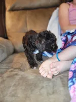 Puppy 2, a male Schnoodle for sale in Lancaster, SC – 5 of 5