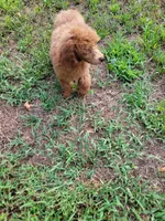 Ginger, a female Poodle - Miniature  for sale in Lancaster, SC – 3 of 3