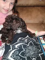 Puppy 2, a male Schnoodle for sale in Lancaster, SC – 4 of 5