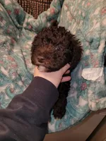 Puppy 2, a male Schnoodle for sale in Lancaster, SC – 2 of 5