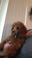 Ginger, a female Poodle - Miniature  for sale in Lancaster, SC – 2 of 3