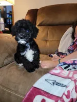 Puppy 1, a male Schnoodle for sale in Lancaster, SC – 2 of 4
