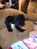 Puppy 1, a male Schnoodle for sale in Lancaster, SC – 4 of 4