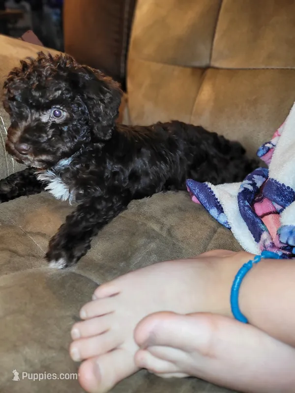Puppy 2 – Schnoodle puppy for sale in Lancaster, SC