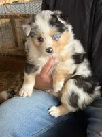 Bella, a male Miniature Australian Shepherd for sale in Barnett, MO – Photo 2 of 3