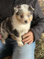 Bella, a male Miniature Australian Shepherd for sale in Barnett, MO – Photo 3 of 3
