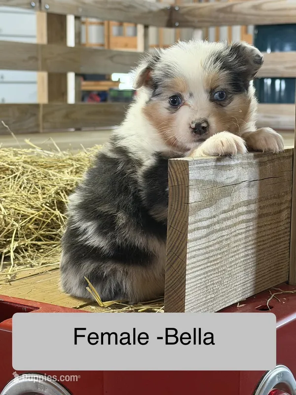 Bella – Miniature Australian Shepherd puppy for sale in Barnett, MO