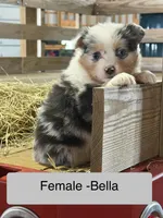 Bella, a male Miniature Australian Shepherd for sale in Barnett, MO – Photo 1 of 3