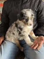 Buddy, a male Miniature Australian Shepherd for sale in Barnett, MO – Photo 2 of 3
