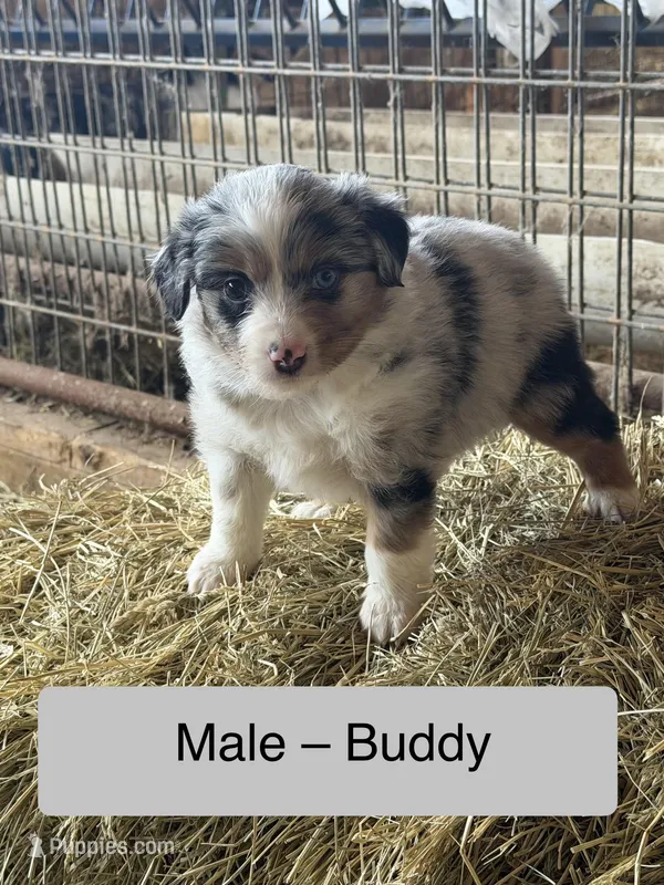 Buddy – Miniature Australian Shepherd puppy for sale in Barnett, MO