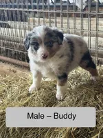 Buddy, a male Miniature Australian Shepherd for sale in Barnett, MO – Photo 1 of 3