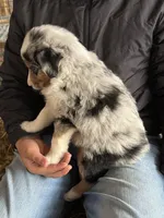 Buddy, a male Miniature Australian Shepherd for sale in Barnett, MO – Photo 3 of 3