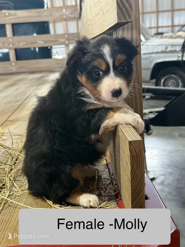 Molly – Miniature Australian Shepherd puppy for sale in Barnett, MO