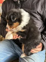 Molly, a female Miniature Australian Shepherd for sale in Barnett, MO – Photo 3 of 3