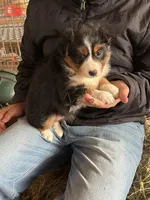 Molly, a female Miniature Australian Shepherd for sale in Barnett, MO – Photo 2 of 3