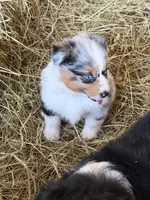 Simba, a female Miniature Australian Shepherd for sale in Barnett, MO – Photo 3 of 3