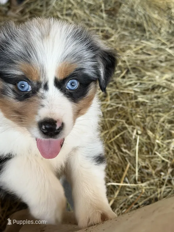 Simba – Miniature Australian Shepherd puppy for sale in Barnett, MO