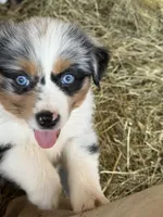 Simba, a female Miniature Australian Shepherd for sale in Barnett, MO – Photo 1 of 3