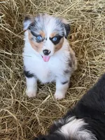 Simba, a female Miniature Australian Shepherd for sale in Barnett, MO – Photo 2 of 3