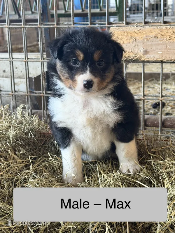Max – Miniature Australian Shepherd puppy for sale in Barnett, MO