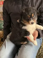 Max, a male Miniature Australian Shepherd for sale in Barnett, MO – Photo 2 of 3