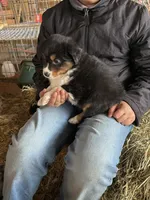 Max, a male Miniature Australian Shepherd for sale in Barnett, MO – Photo 3 of 3