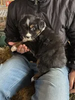 Maggie, a female Miniature Australian Shepherd for sale in Barnett, MO – Photo 3 of 3