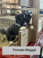 Maggie, a female Miniature Australian Shepherd for sale in Barnett, MO – Photo 1 of 3
