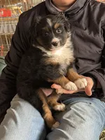 Maggie, a female Miniature Australian Shepherd for sale in Barnett, MO – Photo 2 of 3