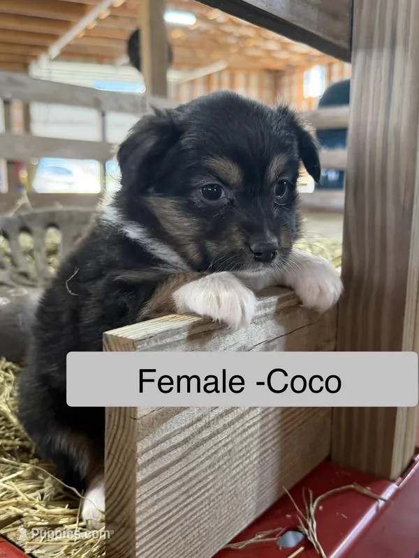 Coco – Miniature Australian Shepherd puppy for sale in Barnett, MO