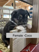 Coco, a female Miniature Australian Shepherd for sale in Barnett, MO – Photo 1 of 3