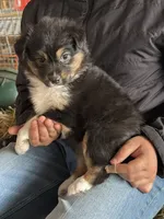 Coco, a female Miniature Australian Shepherd for sale in Barnett, MO – Photo 3 of 3