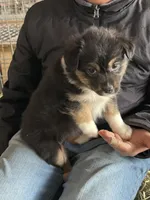 Coco, a female Miniature Australian Shepherd for sale in Barnett, MO – Photo 2 of 3
