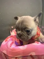 Cupid, a male French Bulldog for sale in Decatur, IL – Photo 3 of 5