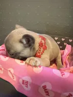 Cupid, a male French Bulldog for sale in Decatur, IL – Photo 2 of 5