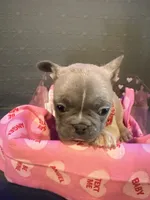 Cupid, a male French Bulldog for sale in Decatur, IL – Photo 4 of 5