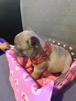 Cupid, a male French Bulldog for sale in Decatur, IL – Photo 1 of 5