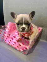 Princess, a female French Bulldog for sale in Decatur, IL – Photo 1 of 5