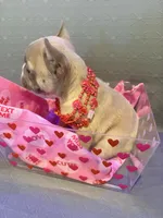 Princess, a female French Bulldog for sale in Decatur, IL – Photo 4 of 5