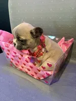 Princess, a female French Bulldog for sale in Decatur, IL – Photo 2 of 5