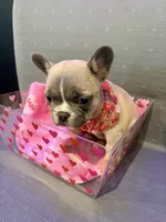 Princess, a female French Bulldog for sale in Decatur, IL – Photo 3 of 5