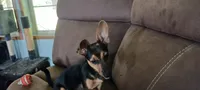 Nugget, a male Chihuahua for sale in Searcy, AR – 2 of 5