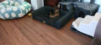 Nugget, a male Chihuahua for sale in Searcy, AR – 5 of 5