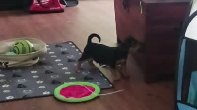 Nugget, a male Chihuahua for sale in Searcy, AR – 3 of 5